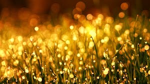 Captivating golden bokeh effect on dewy grass in the morning light, creating a warm and dreamy atmosphere.